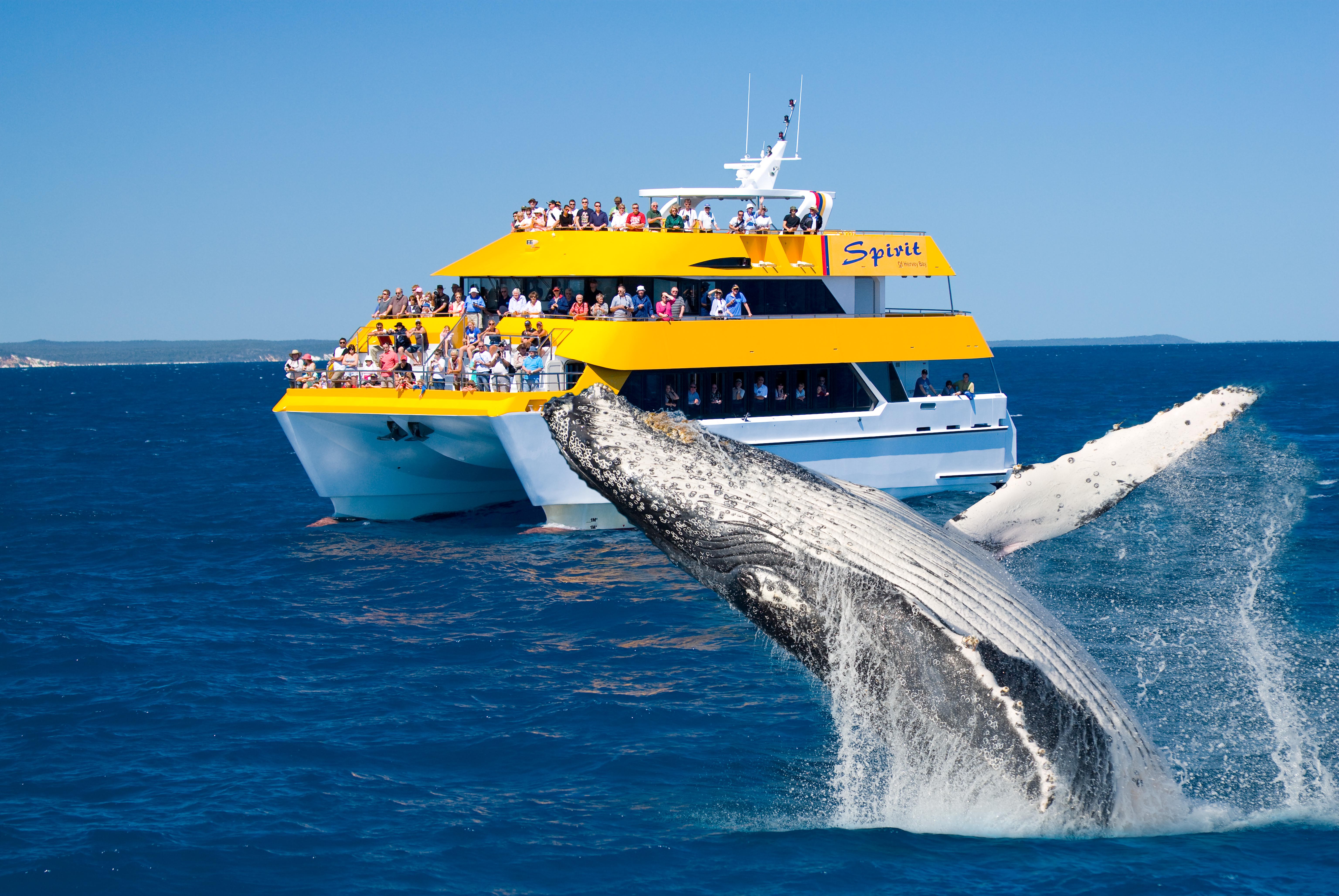 whale watching cruise melbourne